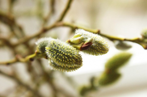 Spring.