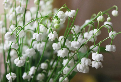 Spring