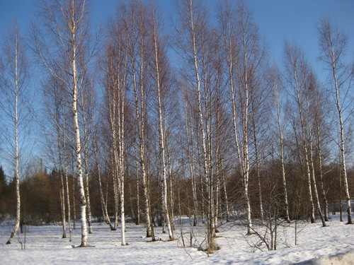 Весенняя лазурь