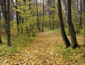 Осенняя дорога в парке