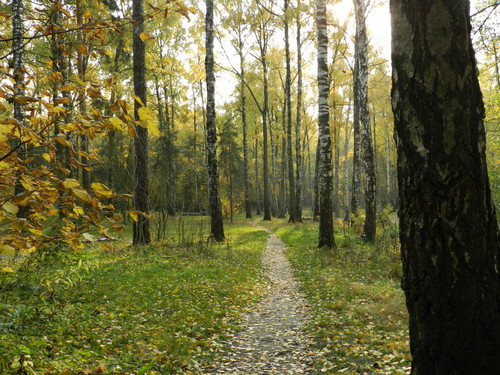 Дорожка в лесу*