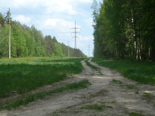 Дорога в лесу
