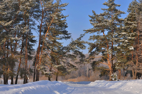 Зимняя дорога