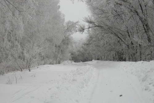 В гостях у леса