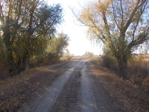 Дорога вдоль леса.
