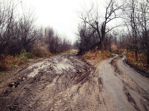 Дорога в чаще