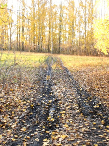Дорога в школу