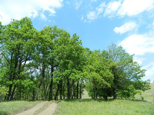 дорога в лес