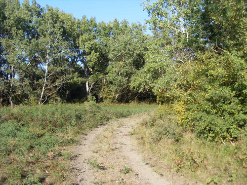 в лесу