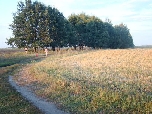 дорога в поле