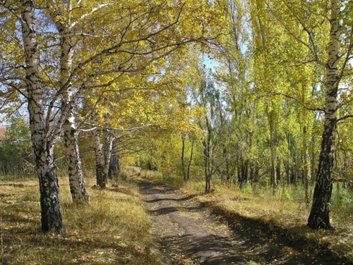 В березовой роще