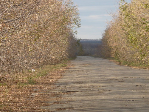 дорога в деревню