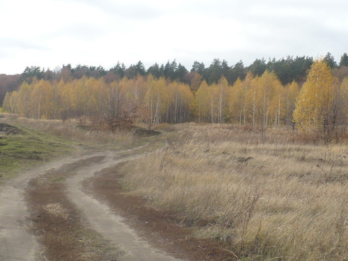 Дорога в лес