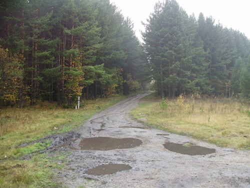 лесная дорога