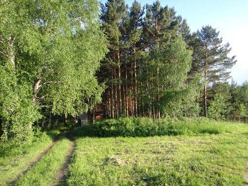 Дорога в лес.