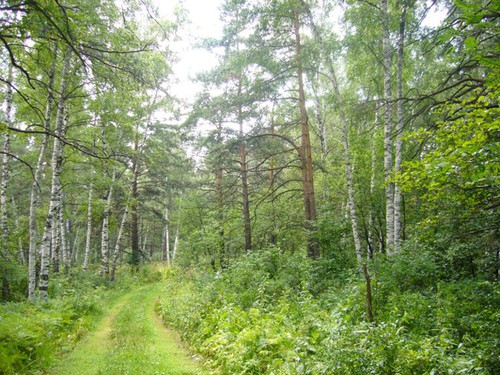 Дорога в сосновом лесу.