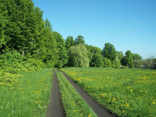 Дорога в лес