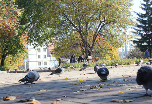Осень у голубей