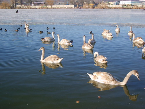 Зима в городе