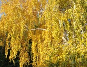 Русская красавица в степном городе