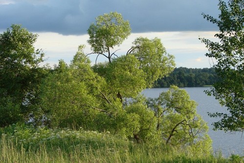 Кудрявая красавица.