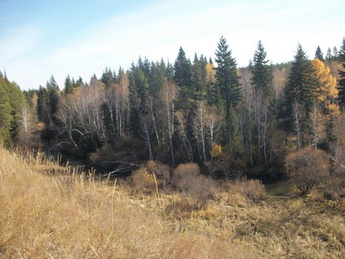 Осенний лес