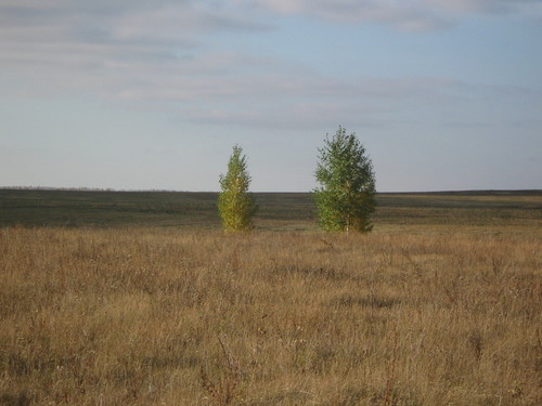 Березки