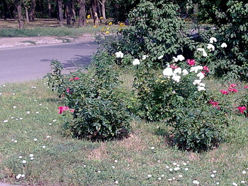 НАШ ПАРК