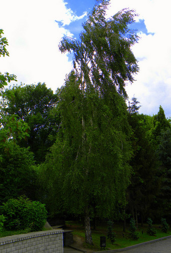 Березка в лавре