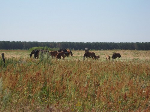 лошади
