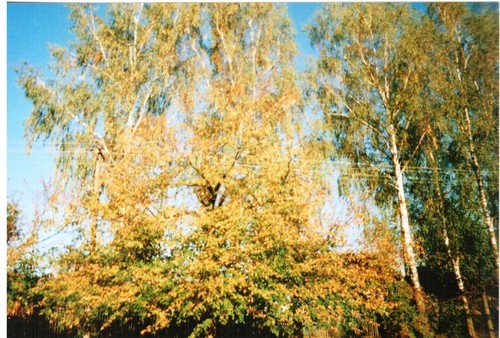 Золотая осень