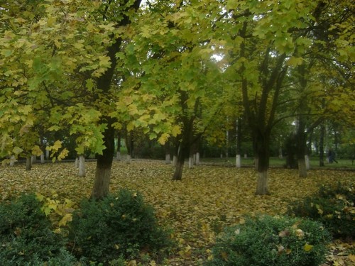 осенью в парке