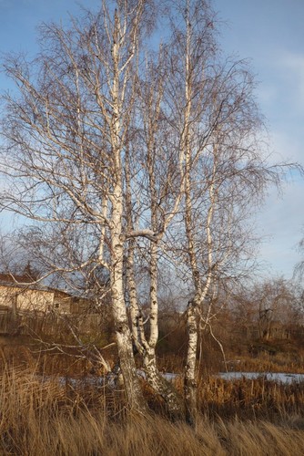 Березы в нашем краю