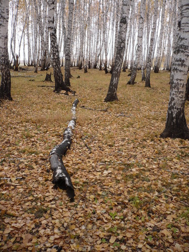В лесу