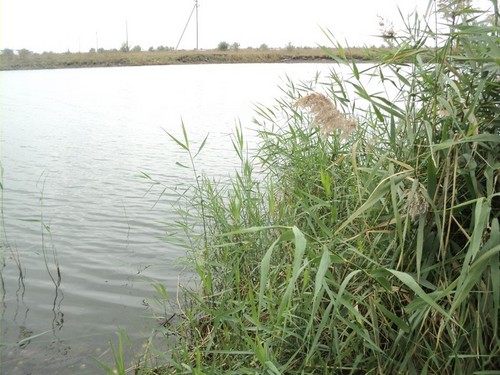 река