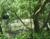 Родной край