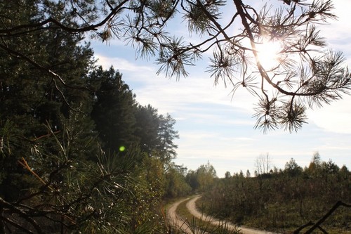 дорога в лесу