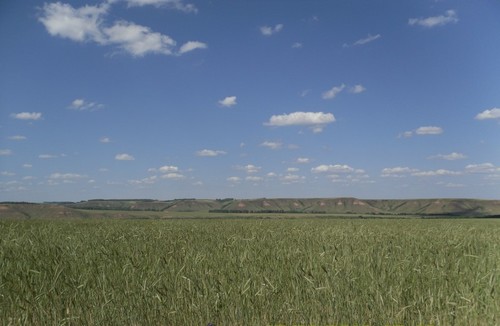 Рожь