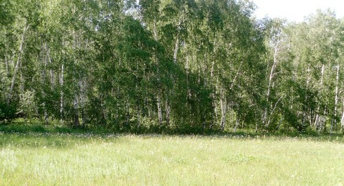Березовая роща
