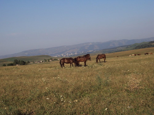 Кони