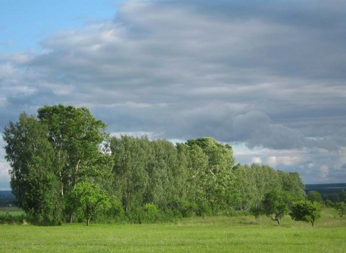 Пролесок