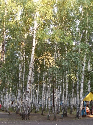 белая береза