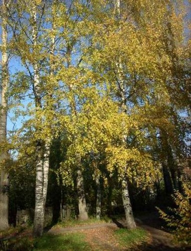 Золотая осень