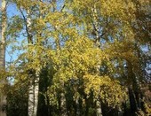 Золотая осень