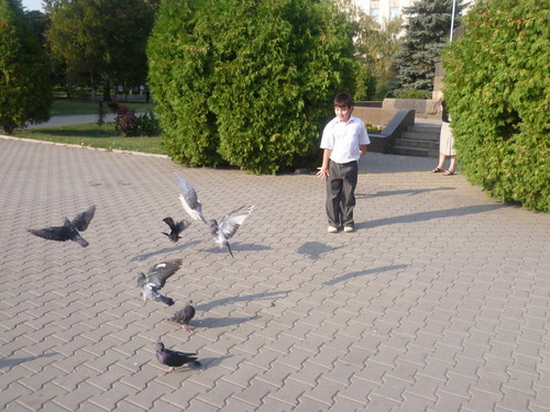 Голуби