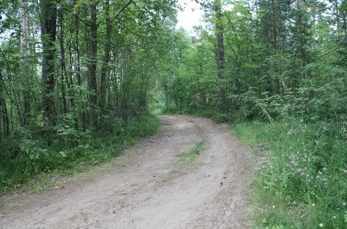 Лесная дорога