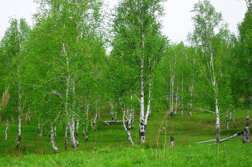  " Березовая роща"