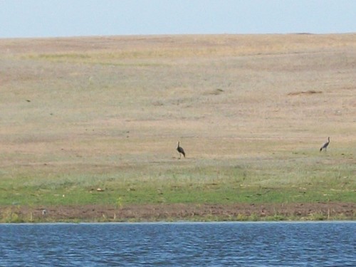 Журавли