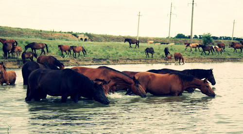 Водопой