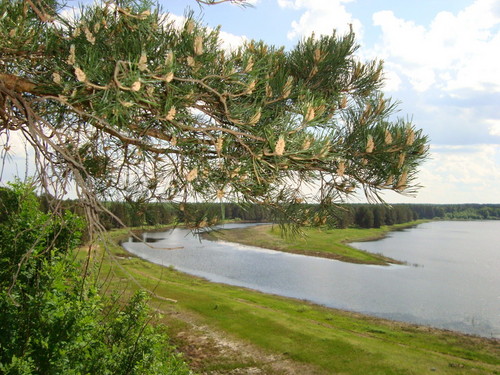 Старая сосна.